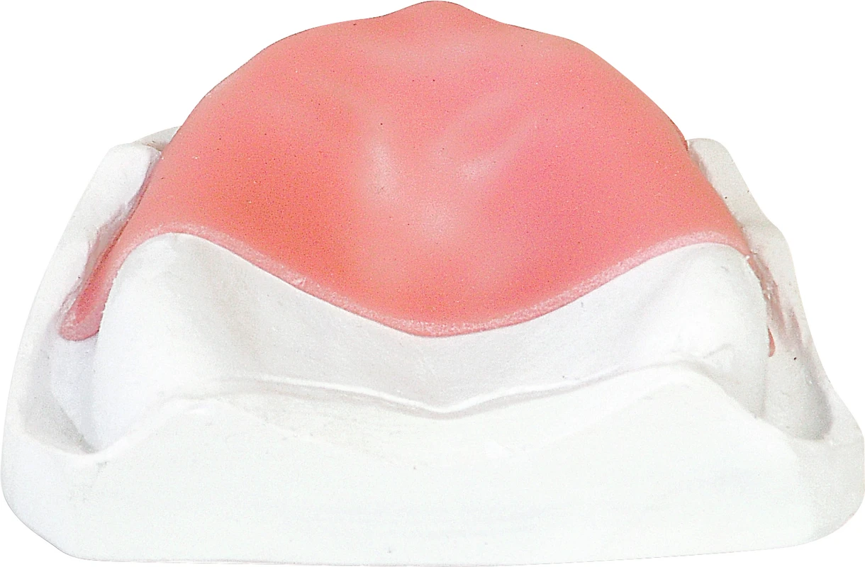 dentona® base LC Packung 50 Stück rosa, 1,4 mm