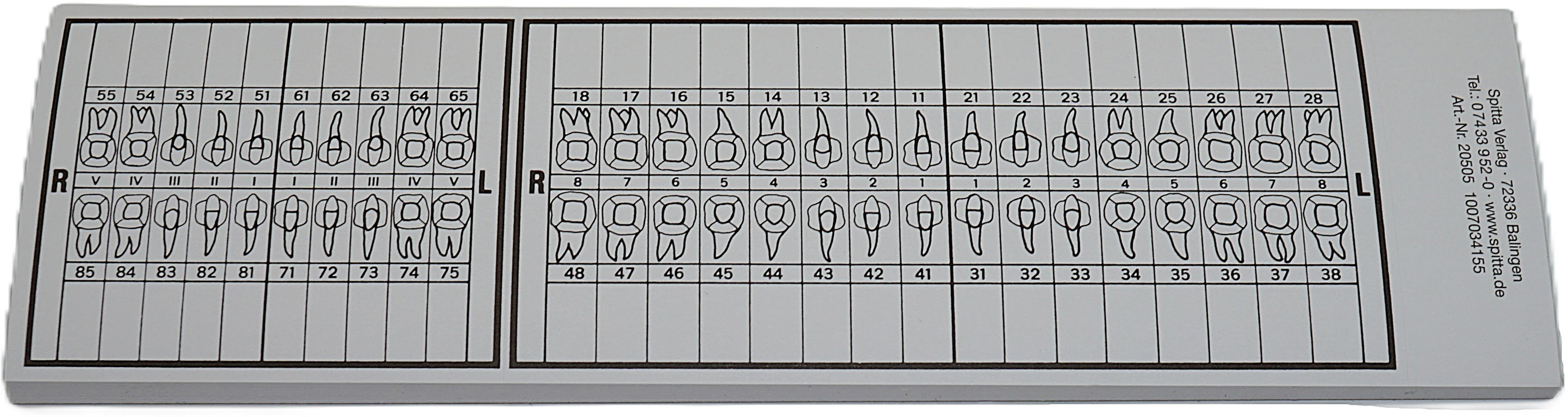 Zahnschema groß Spitta Verlag