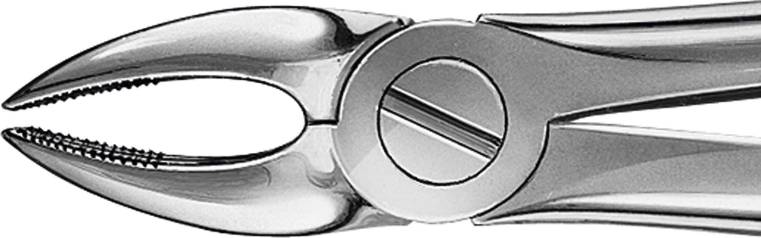 Anatomica-Zahnzangen nach Büchs Stück DH702R, für obere Schneide und Eckzähne