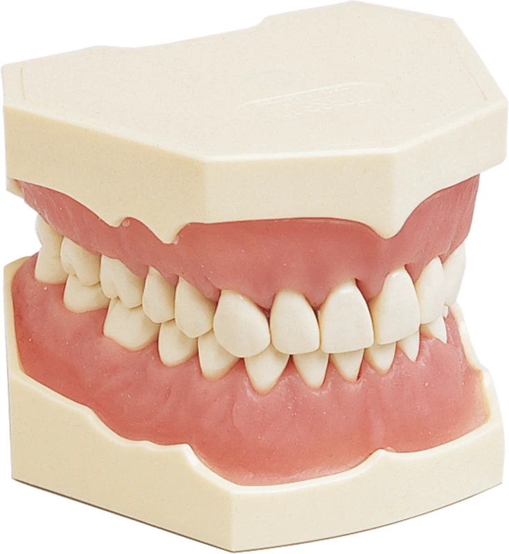 Dentalhygiene-Modell Stück OK + UK, Zahnfleischauflagen, Zähne, AG-3 H