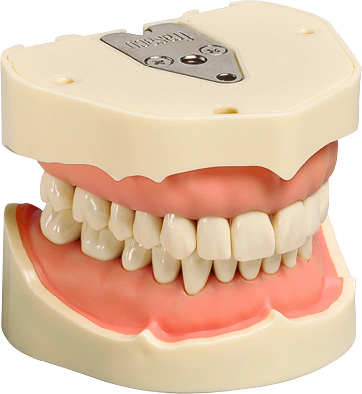 Arbeitsmodell ANA-4 / ANKA-4 Stück OK/UK inklusive 28 Klick-Zähne, Kontur Zahnfleischauflagen stark vereinfacht