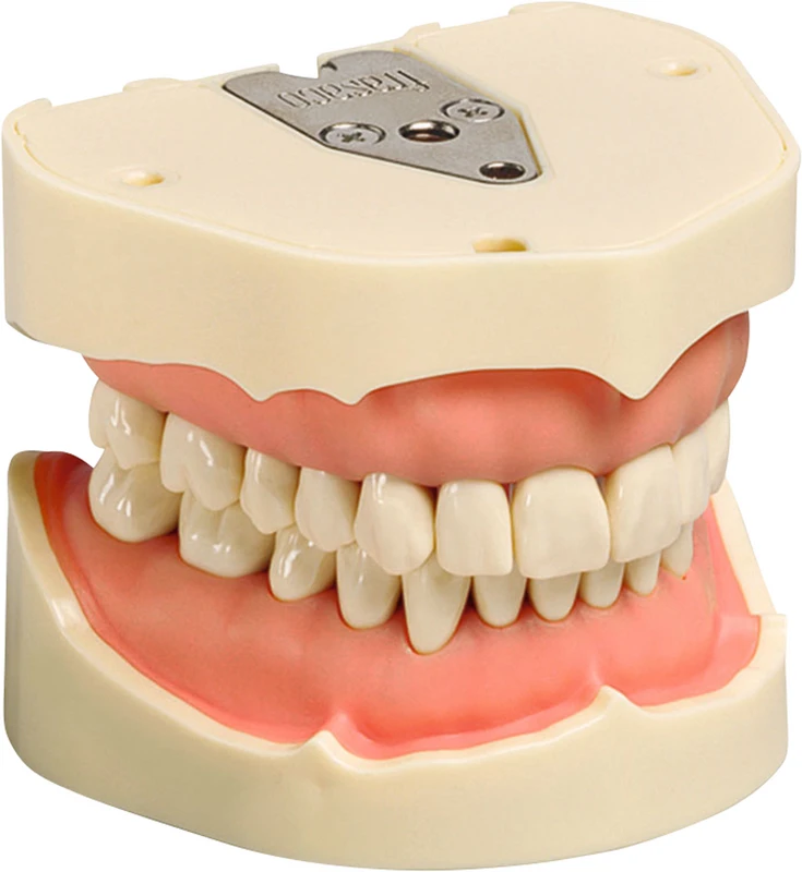 Arbeitsmodell ANA-4 / ANKA-4 Stück V, OK/UK inklusive 28 Zähne, Kontur Zahnfleischauflagen stark vereinfacht