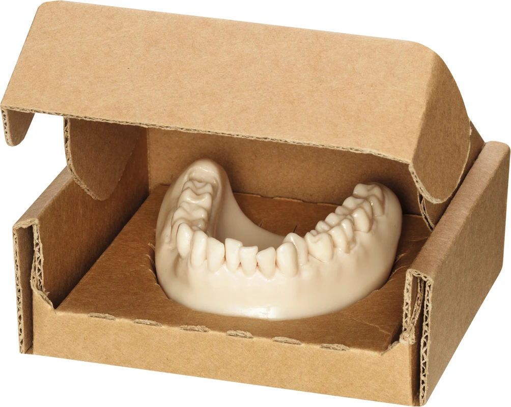 Zahnmodell Stück beige/weiß